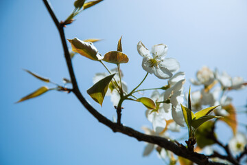 Shichuan Ancient Pear Garden, Gaolan County, Lanzhou City, Gansu Province - Close-up of white pear blossoms