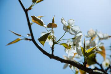 Shichuan Ancient Pear Garden, Gaolan County, Lanzhou City, Gansu Province - Close-up of white pear blossoms