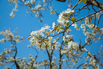 Shichuan Ancient Pear Garden, Gaolan County, Lanzhou City, Gansu Province - Close-up of white pear blossoms