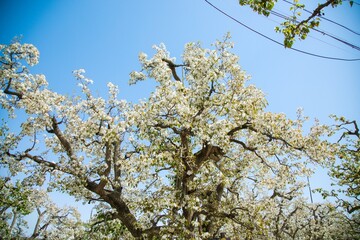 Shichuan Ancient Pear Garden, Gaolan County, Lanzhou City, Gansu Province - Close-up of white pear blossoms