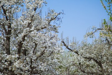 Shichuan Ancient Pear Garden, Gaolan County, Lanzhou City, Gansu Province - Close-up of white pear blossoms