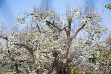 Shichuan Ancient Pear Garden, Gaolan County, Lanzhou City, Gansu Province - Close-up of white pear blossoms