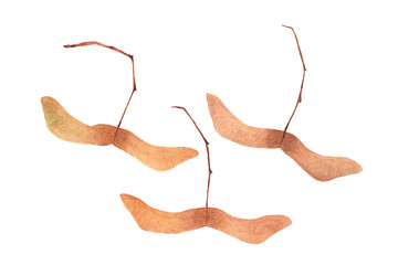 Watercolor maple fruits. Samara botanical illustration on white background. Hand drawn plant illustration for design creation.