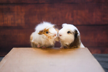 two guinea pigs closely looking at each other in a wooden background