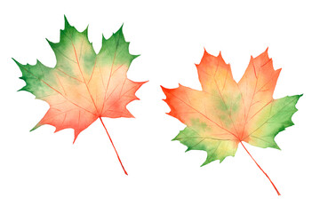 Set of watercolor autumn maple leaves isolated on white background. The illustrations are suitable for autumn festival designs, invitations, posters.