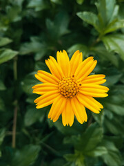 Beautiful Creeping daisy flower on blurred green leaves and sunlight shadow background, Bangladesh daisy flower.