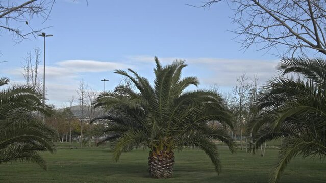Seaside park full of trees in Maltepe, Istanbul