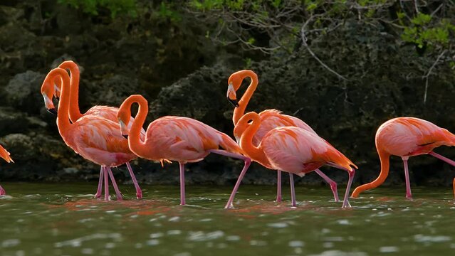Tracking follows flamingo flock walking lifting legs through water, mangrove forest and rocky coastline
