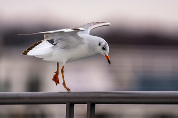 Obraz premium eine weiße Seemöve mit ausgebreiteten Flügeln