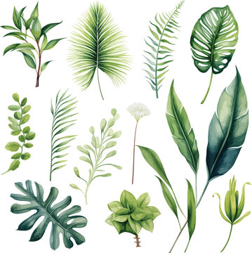 Exotic watercolor illustrations of tropical plants, palm leaves, monstera on an isolated white background, watercolor vector illustration