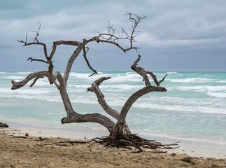 Old tree on the beach