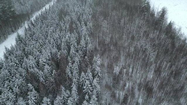 Snow-covered Forest With Spruce Trees During Winter In Sweden. aerial shot