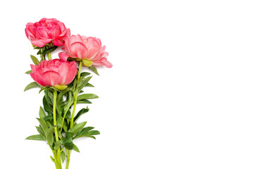 bouquet of peonies on white background with copy space. Natural floral greeting card with text space