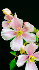 Fototapeta na wymiar クレマチスの花
