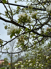 apple tree branches in bloom in the garden in spring. 