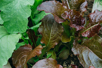 two varieties of lettuce on the garden bed in the garden. 20 May 2023. Russia.