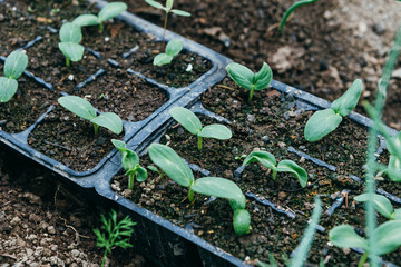 seedlings of cucumbers in the seed bed in the greenhouse. 