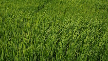 The view of green growing rice fields with long shot angle