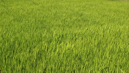 The view of green growing rice fields with long shot angle