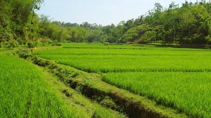 Fototapeta na wymiar The view of green growing rice fields with long shot angle