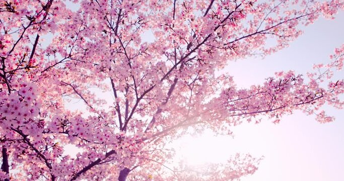 Spring flowers and buds on a cherry tree against a sky background