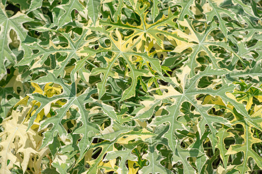 Variegated leaves of Chaya or Japanese papaya plant (Cnidoscolus Aconitifolius) commonly known as Chaya or Spinach tree in vegetable garden