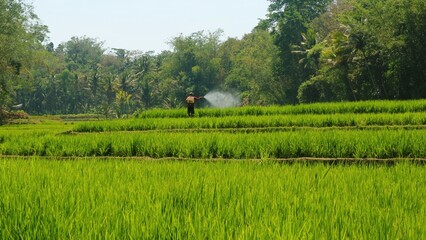 The view of green growing rice fields with long shot angle