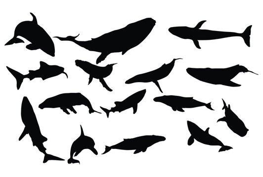 Set of Whale silhouette icon logo template vector illustration design