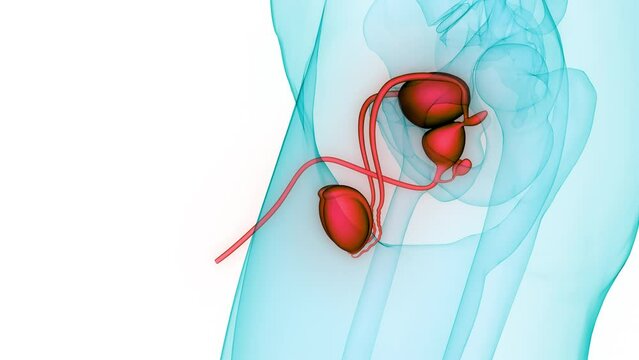 Male Reproductive System Anatomy Animation Concept