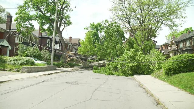a Dolly shot showcasing a wide view of the tree that fell during a massive storm, onto the powerlines cutting power to many people.