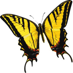 butterfly vector isolated on white