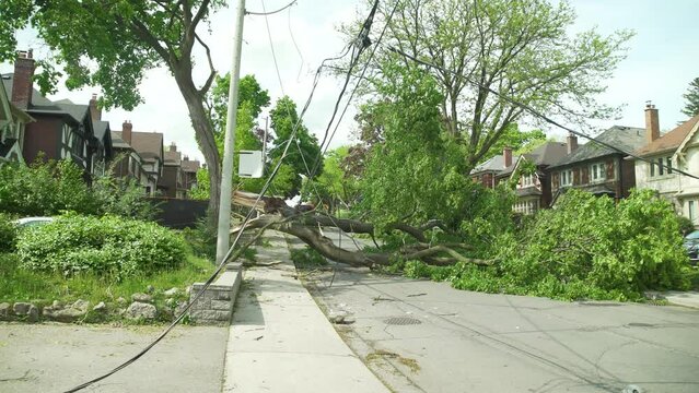 Tilt down shot revealing a massive tree that was uprooted by a large wind storm causing it to fall onto the powerlines cutting power to hundreds of people