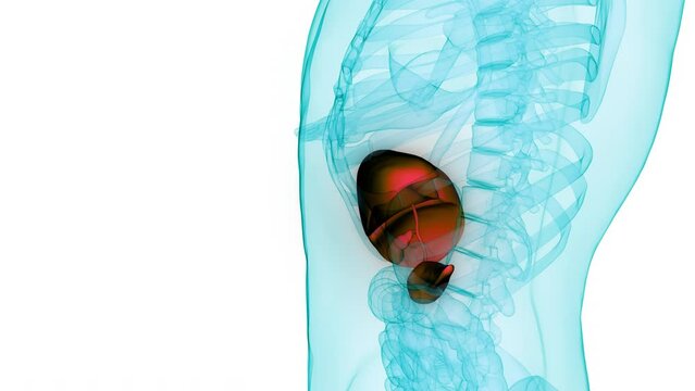 Human Internal Digestive Organ Liver with Pancreas and Gallbladder Anatomy Animation Concept