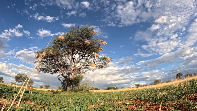 Captivating time-lapse: Clouds dance over the Southern Kalahari savannah during summer.