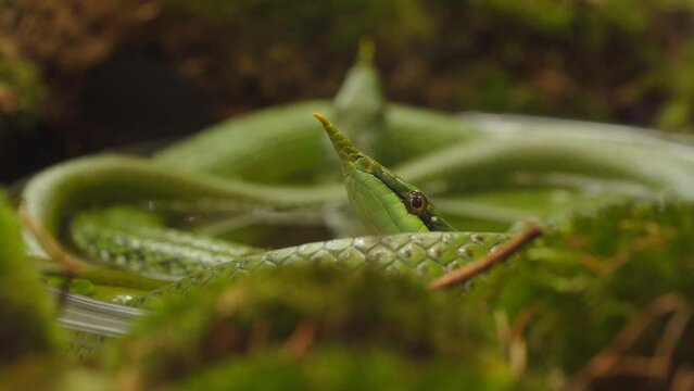 Macro Shot of Rhinoceros Ratsnake (Gonyosoma boulengeri) Coiled With Head Sticking Out