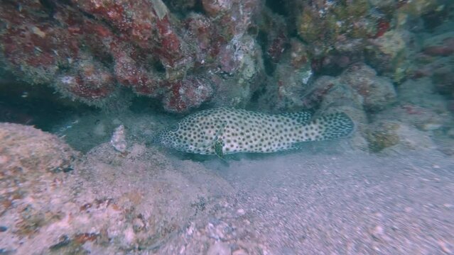 Isolated Spotted Greasy grouper (Epinephelus tauvina) Hidding under Coral Reef - Underwater
