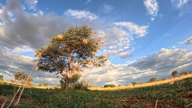 Experience the dynamic evolution of the sky in a display of nature's elegance and beauty in this time-lapse captured in the Southern Kalahari.