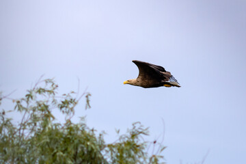 The white-tailed eagle (Haliaeetus albicilla)