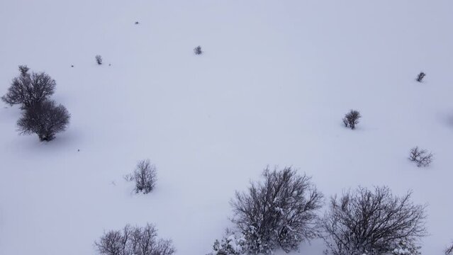 Aerial shot of forest covered snow on Mount Hermon (Jabal al-Shaykh) during winter in Israel.