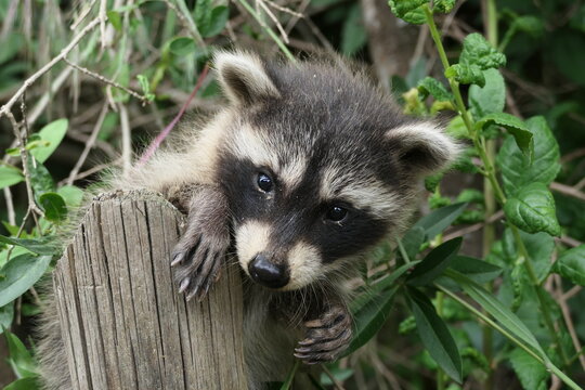 Waschb&auml;r