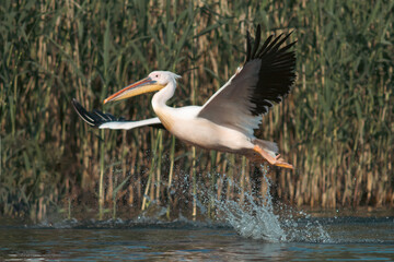Great White Pelican (Pelecanidae) in the Danube Delta, Romania