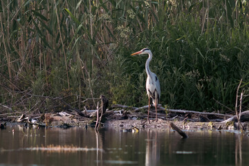 Gray heron in the Danube Delta, Romania