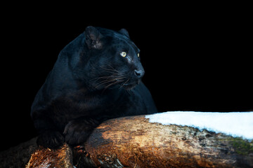 Adult black leopard. Animal on dark background