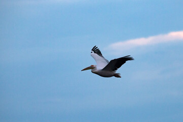Great White Pelican (Pelecanidae) in the Danube Delta, Romania