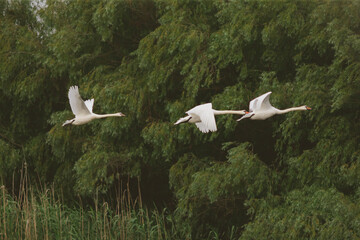The Mute swan, Cygnus olor is a species of swan and a member of the waterfowl family Anatidae.