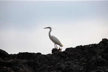 Majestic egret on the tranquil waters of the Danube Delta