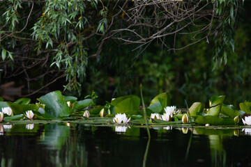 Water flowers of Danube.