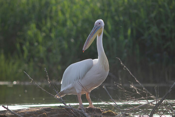 Great White Pelican (Pelecanidae) in the Danube Delta, Romania