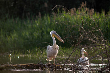 Great White Pelican (Pelecanidae) in the Danube Delta, Romania