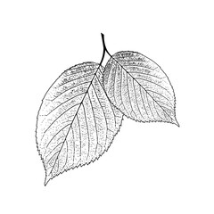 leaves shape texture vector illustration - 724409294